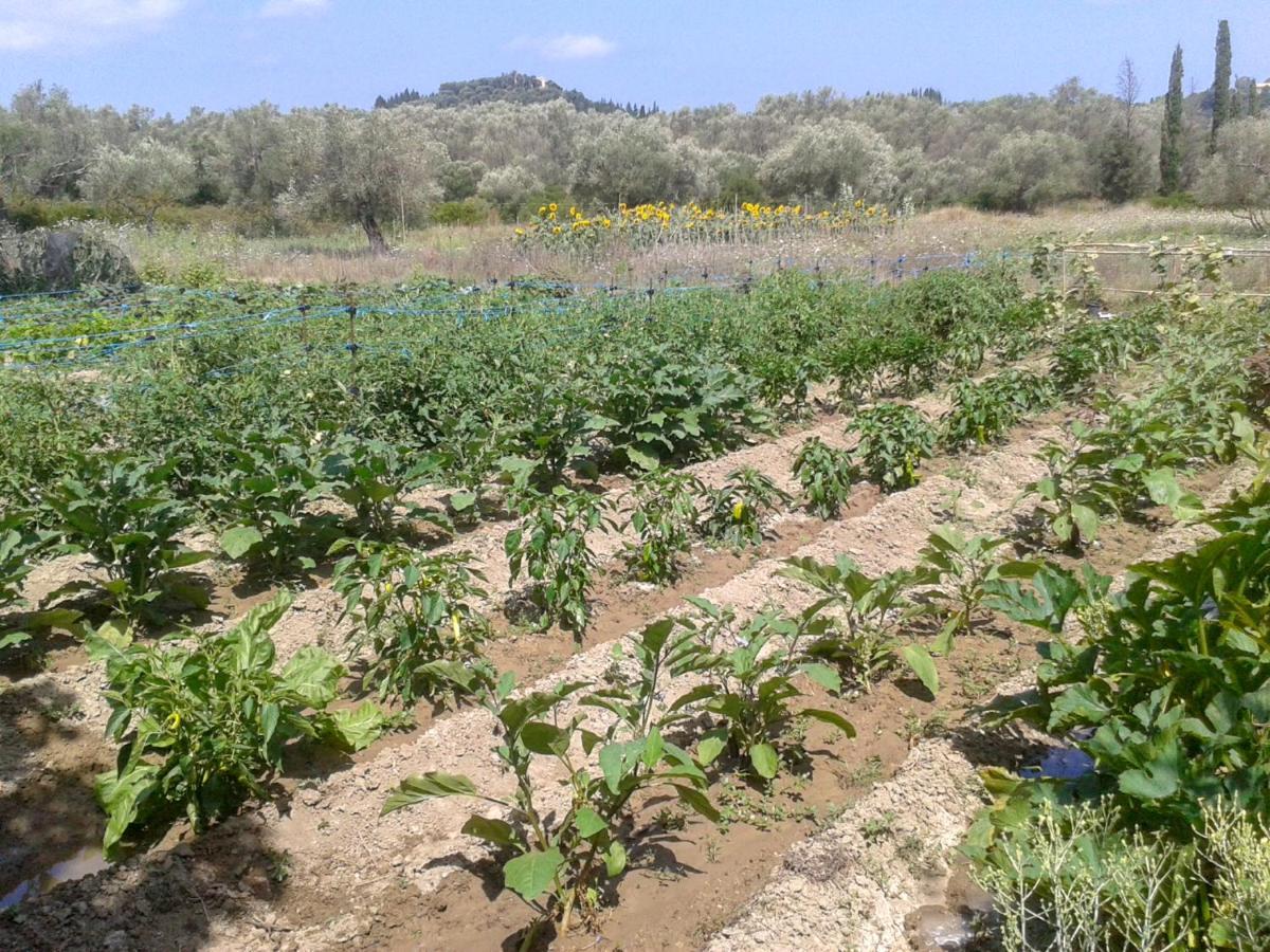 Aroggia Farm Xanthátai Exterior foto